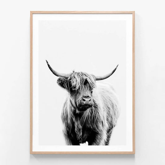 A framed black and white photo of a highland cow with long horns, looking directly at the camera.