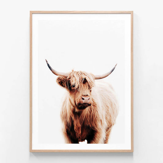 A framed print featuring a Scottish highland cow, portrait orientation in an oak frame.
