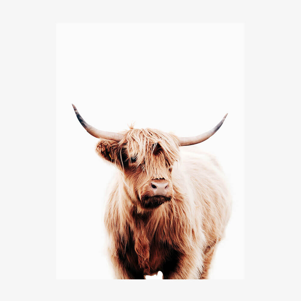 Angus