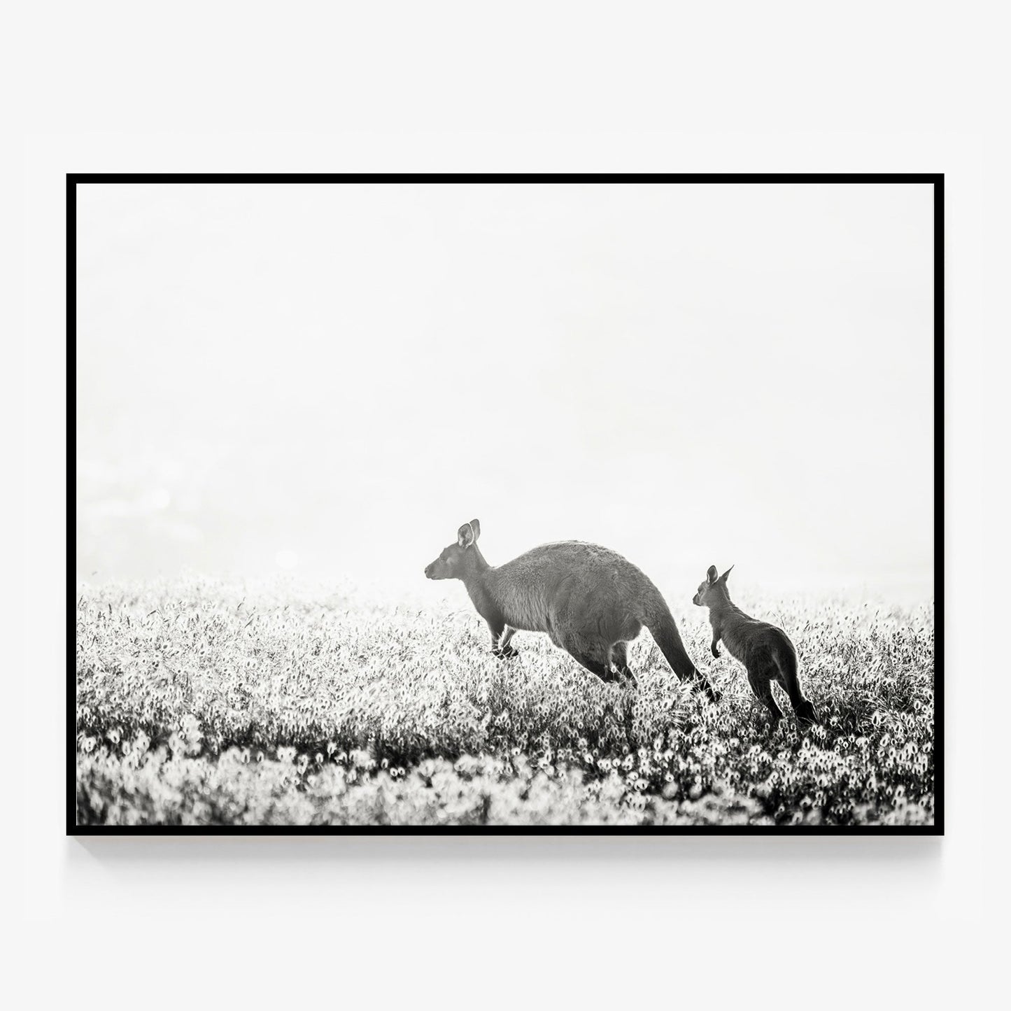 B&W Kangaroos Canvas