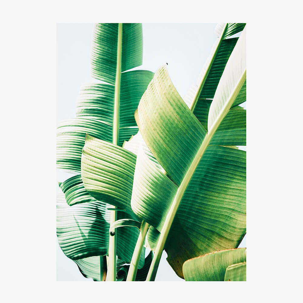 Banana Leaves