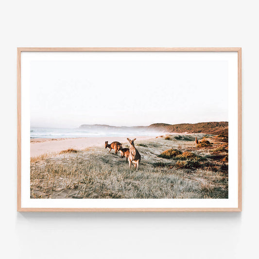A framed photo wall art print featuring two kangaroos on a grassy beach with a coastal landscape in the background.
