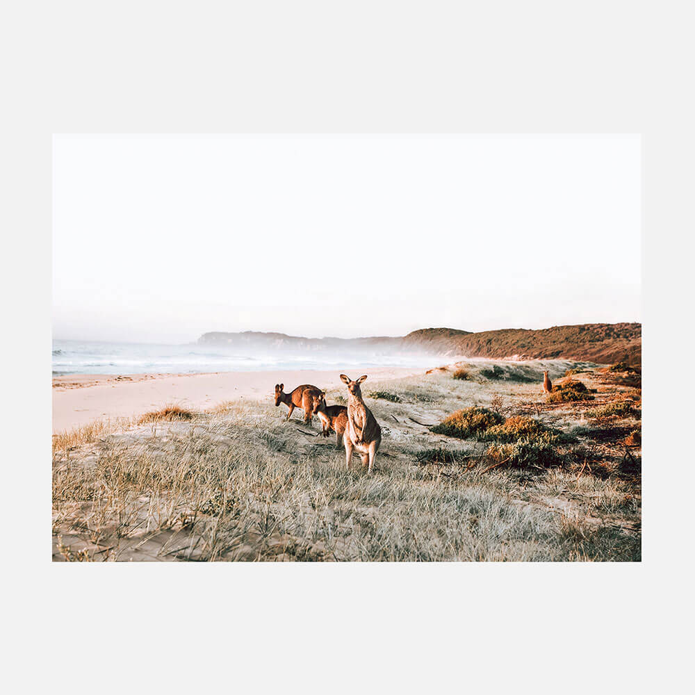 Beach Kangaroos