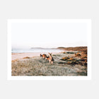 Beach Kangaroos
