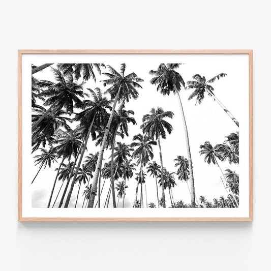 A framed print featuring a black and white photo print of palm trees in a tropical beach.
