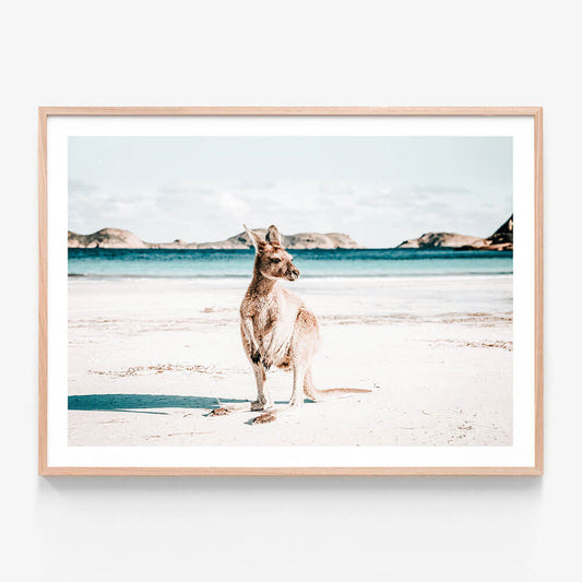 A framed print of a kangaroo standing on a beach with the ocean and a island in the background.