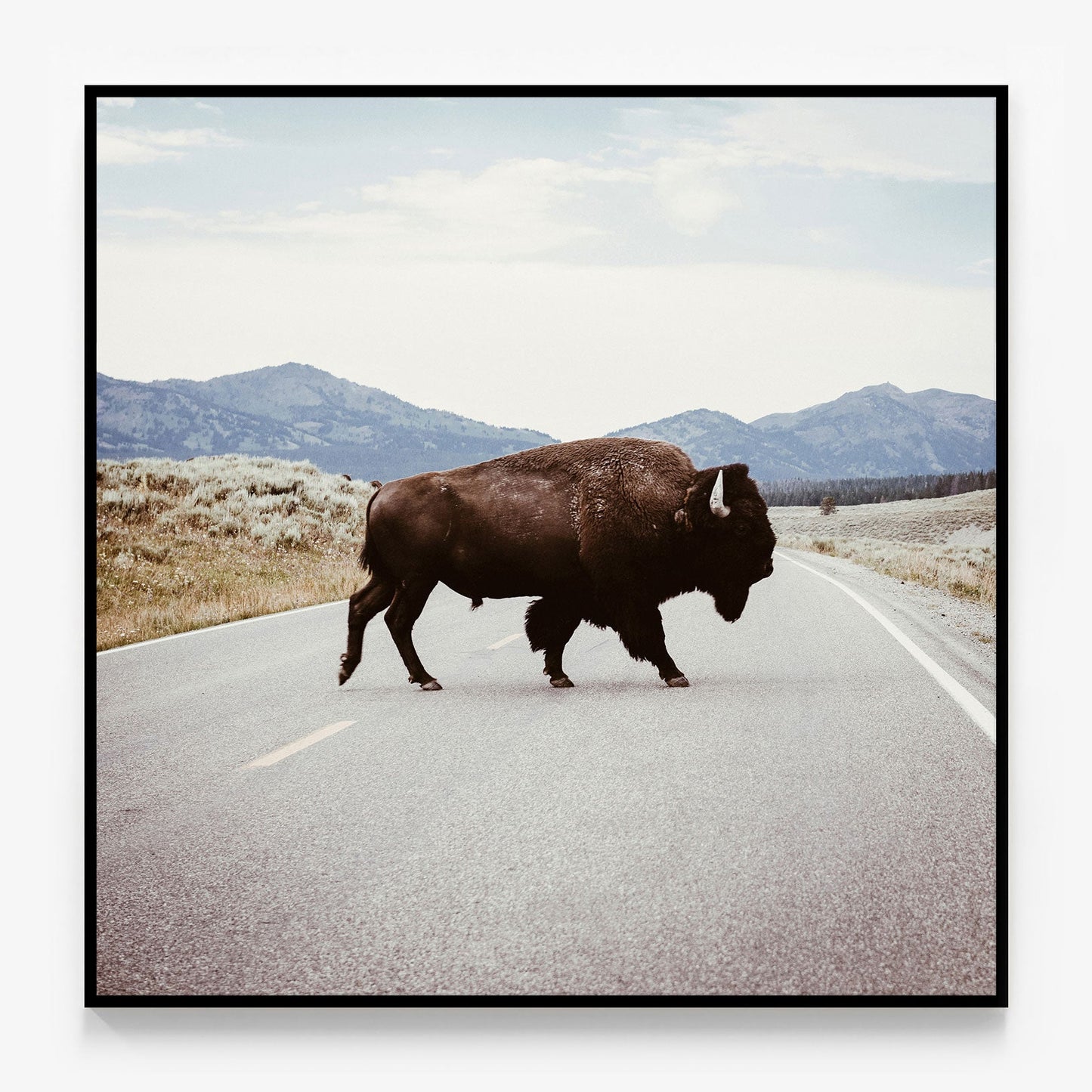 Bison Crossing Canvas