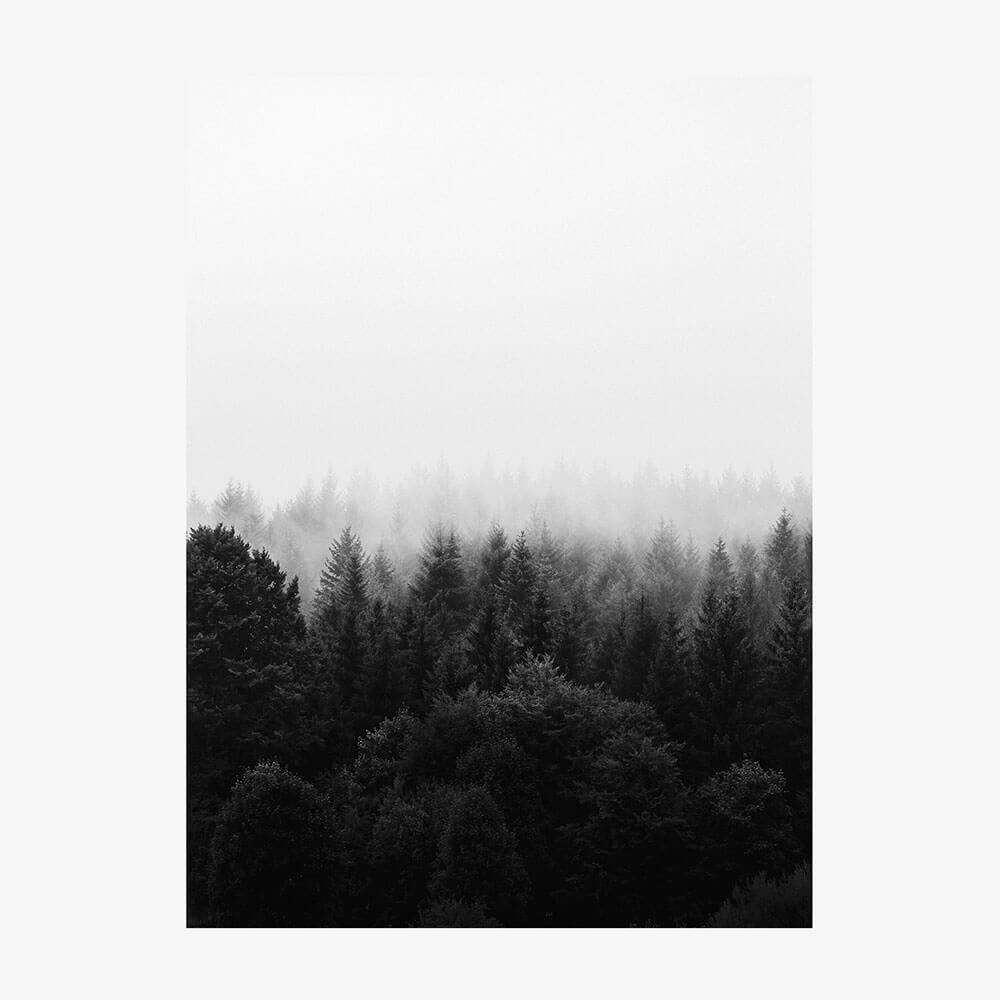 Black & White Forest