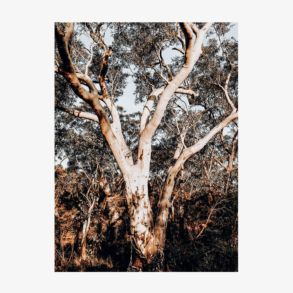 Blue Mountains Gum