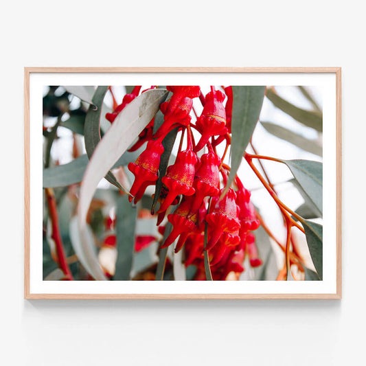 Budding Eucalyptus