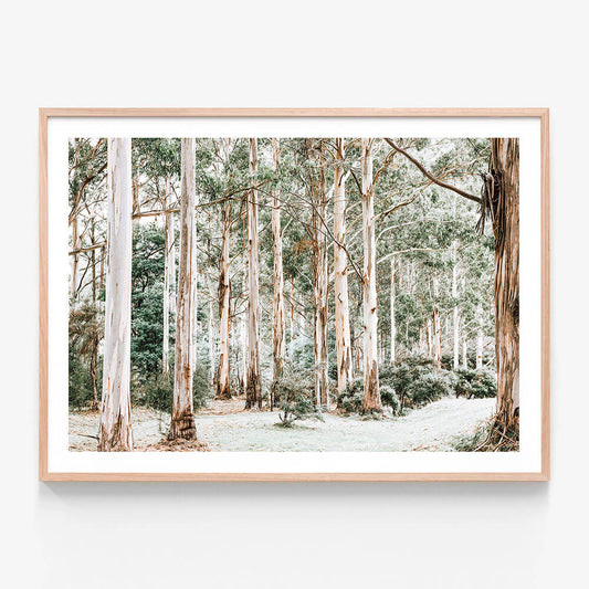 A framed photo wall art print of a bush clearing featuring tall gum trees in the Australian bush landscape.