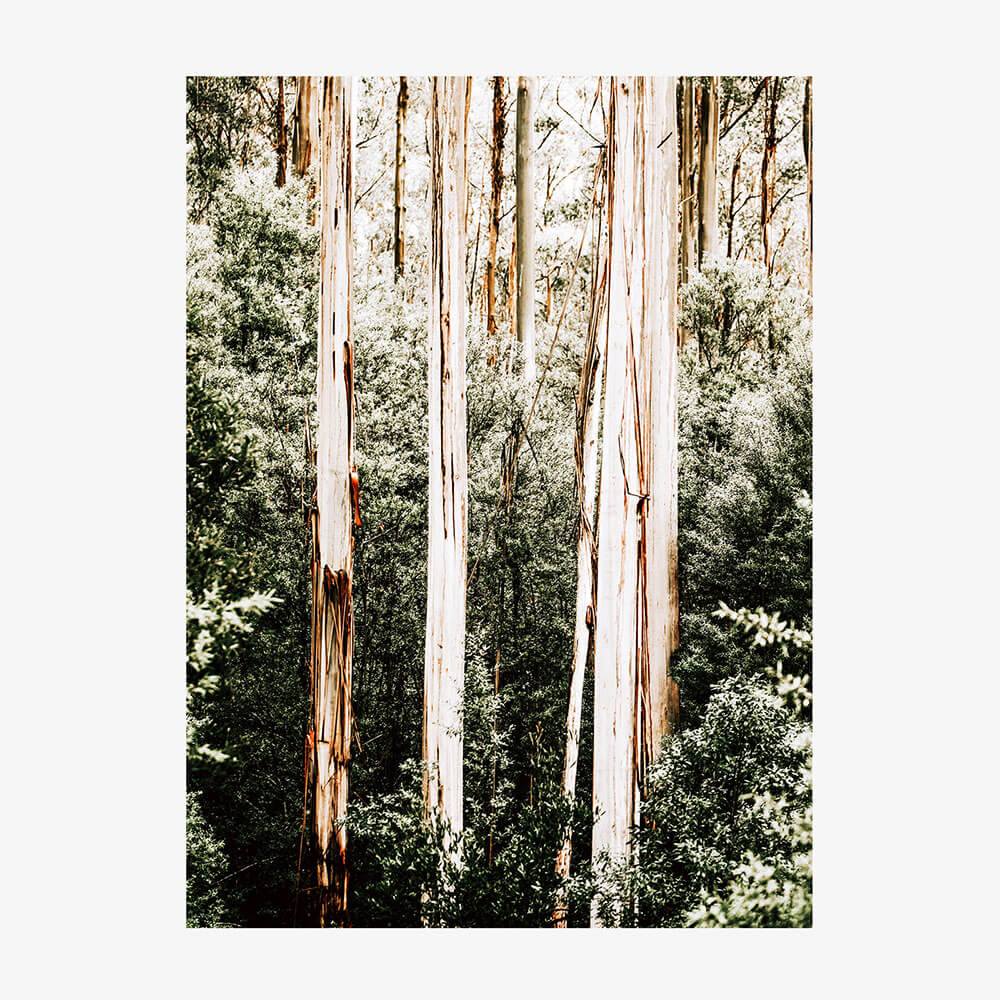 Bush Foliage