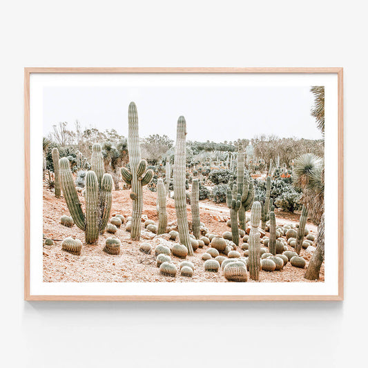 Cacti Garden