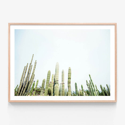 Cactus