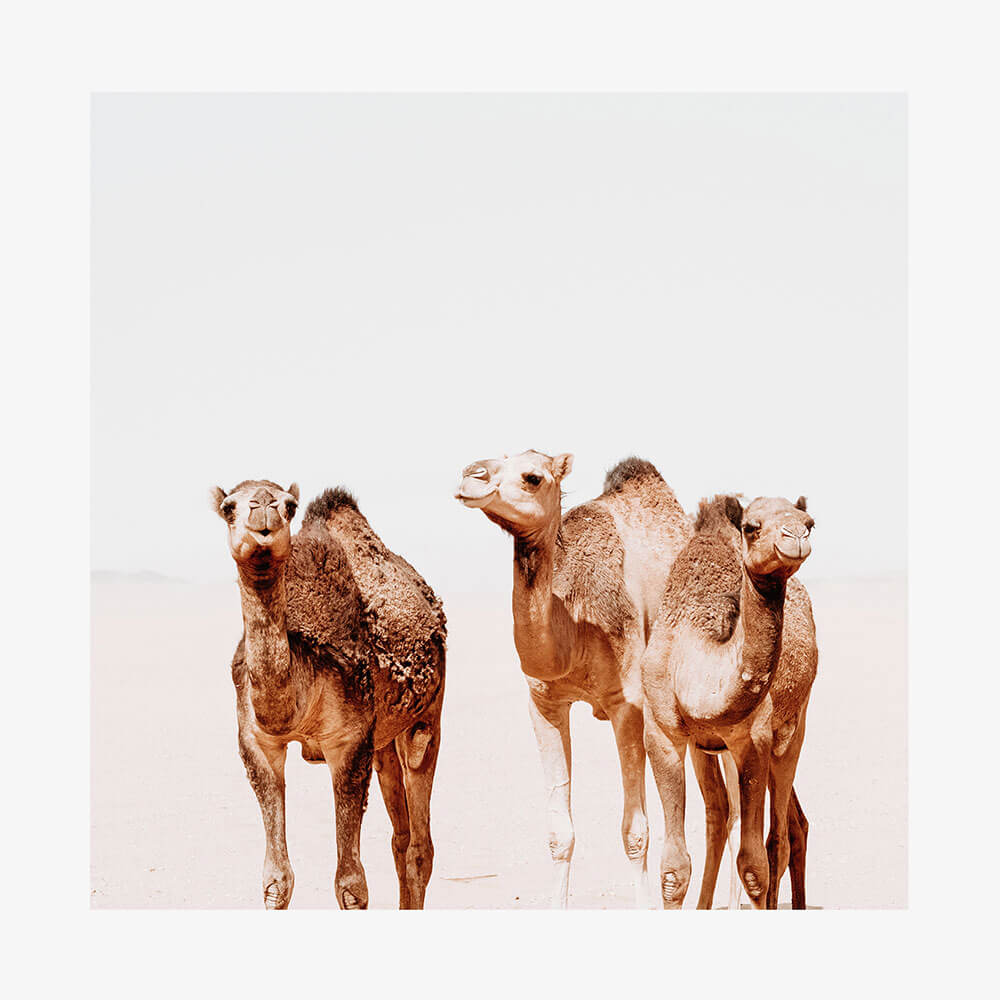 Camel Tribe
