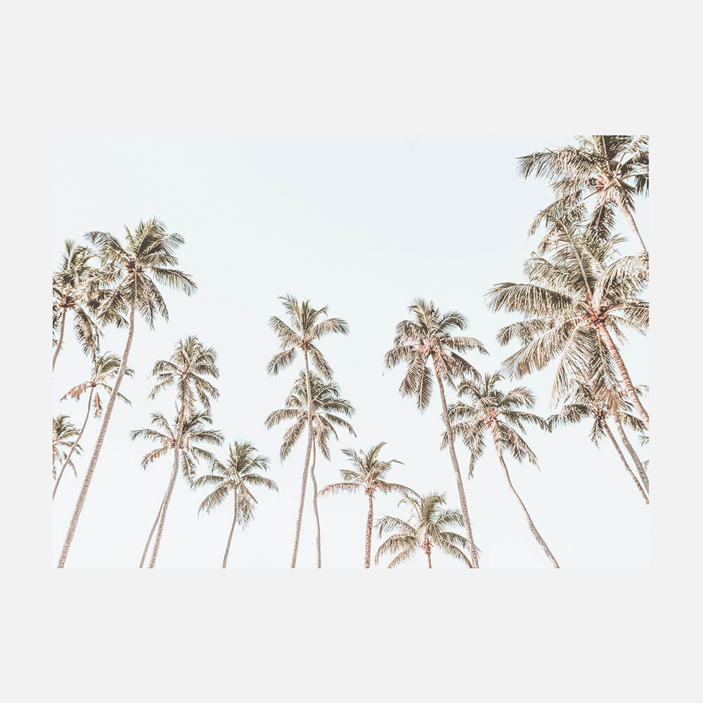 Caribbean Sky