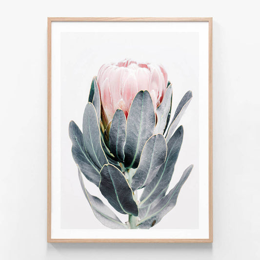 Closed Protea