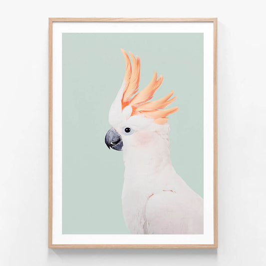 Cockatoo