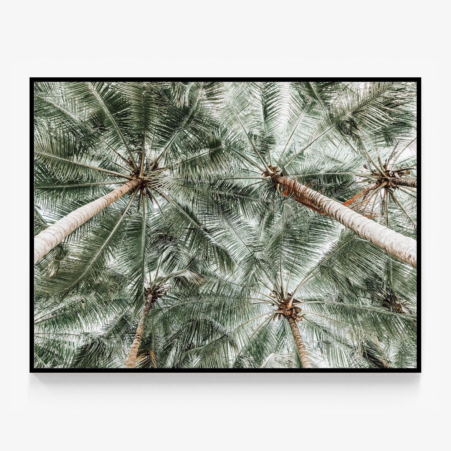 Coconut Canopy Canvas