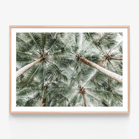Coconut Canopy