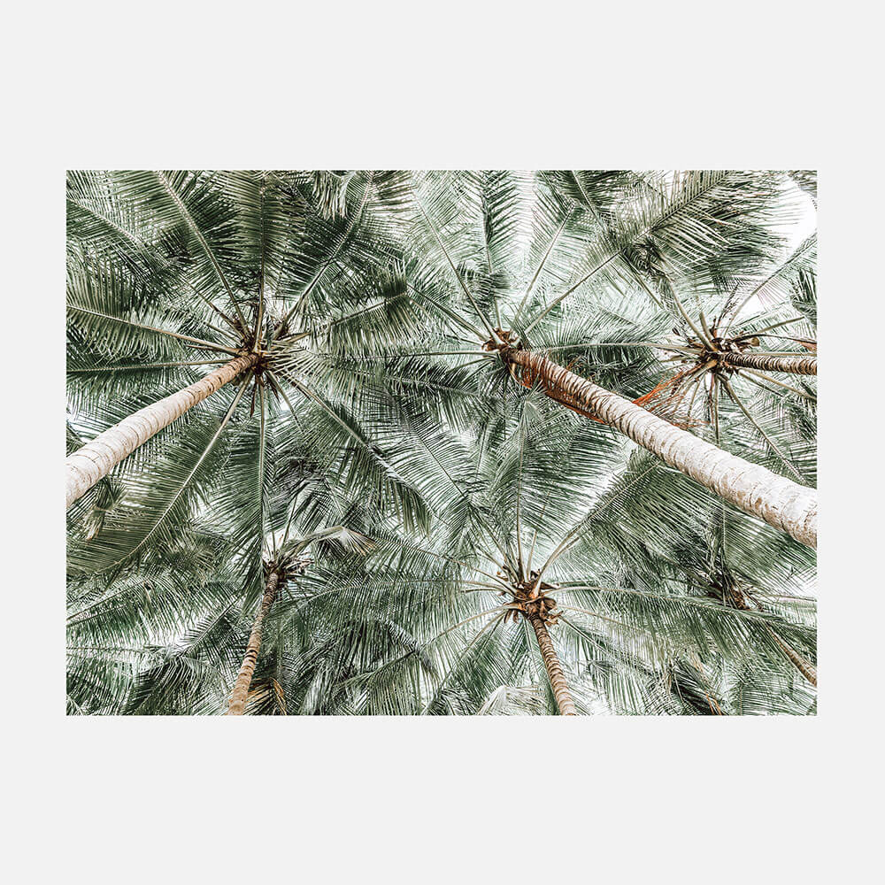 Coconut Canopy