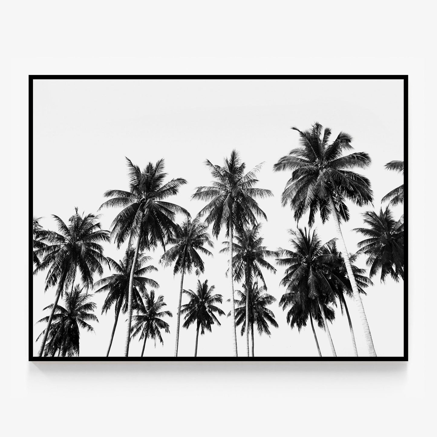 Coconut Sky Canvas