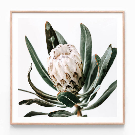 Cool Protea