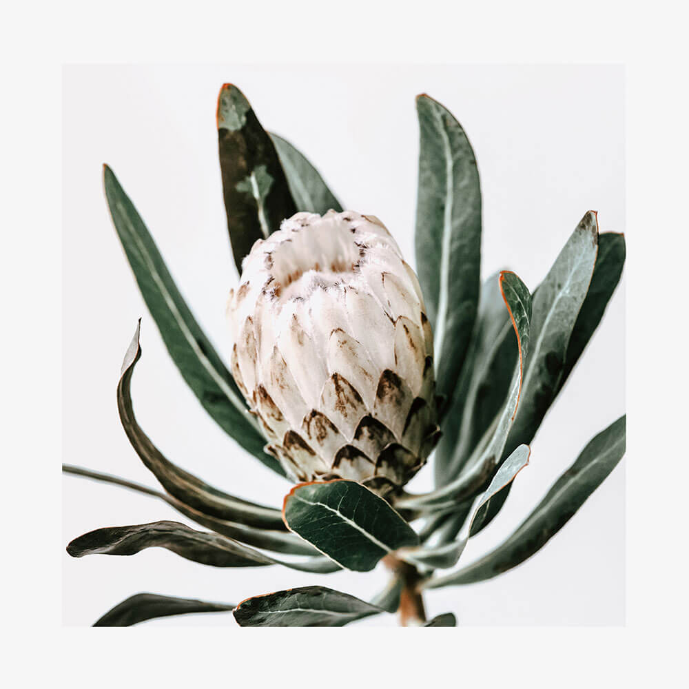 Cool Protea