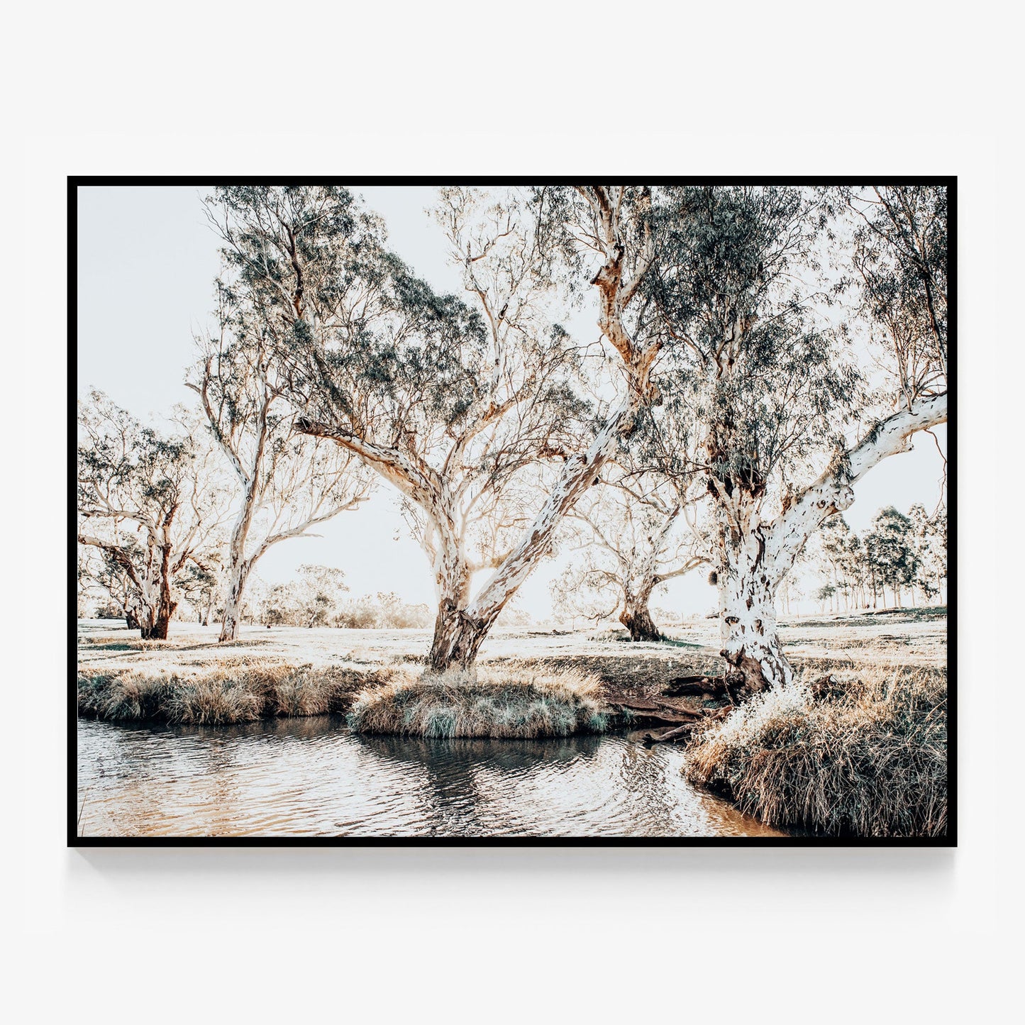 Creekside Gum Trees Canvas