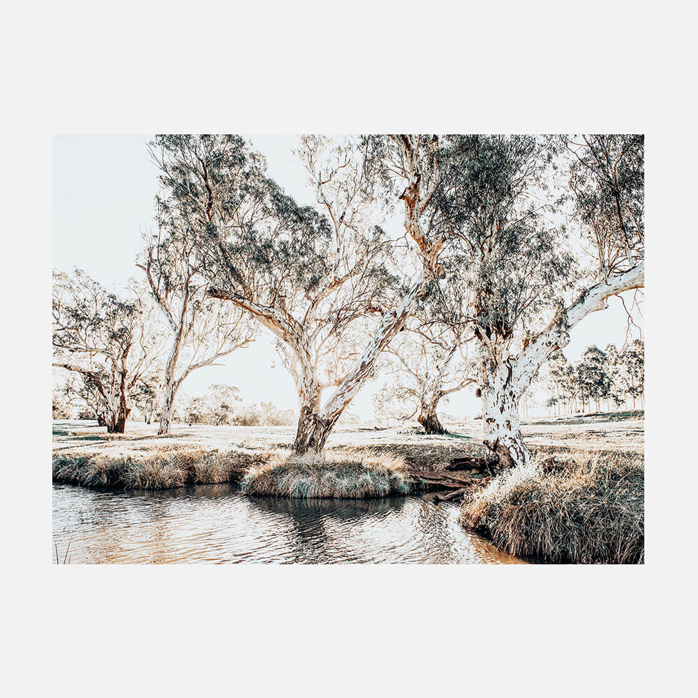 Creekside Gum Trees