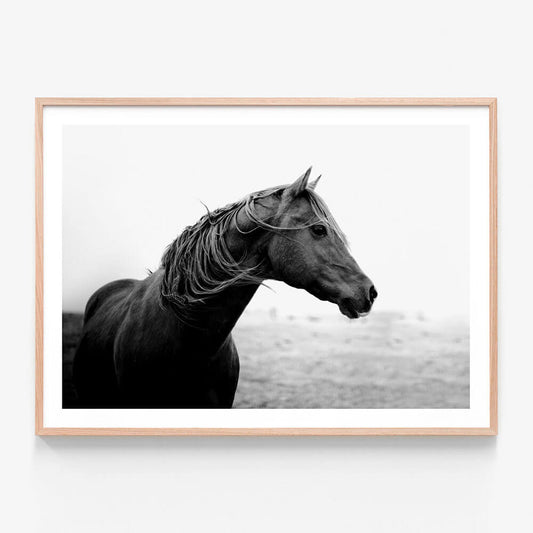 Dark Horse