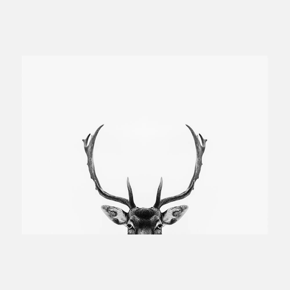 Deer Antlers
