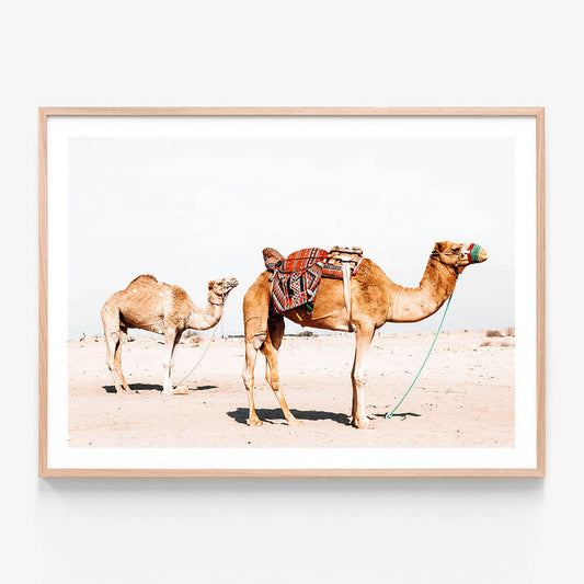 Desert Camels