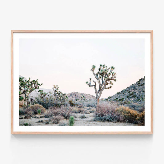 Desert Evening