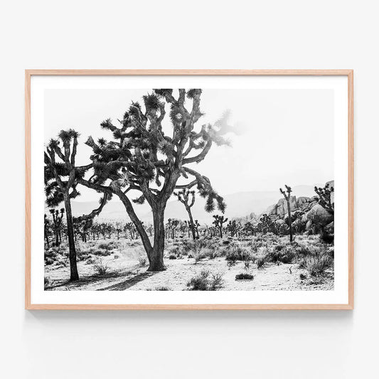 A framed print of a black and white photo of the Joshua Tree desert landscape.