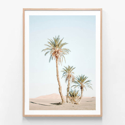 Desert Palms