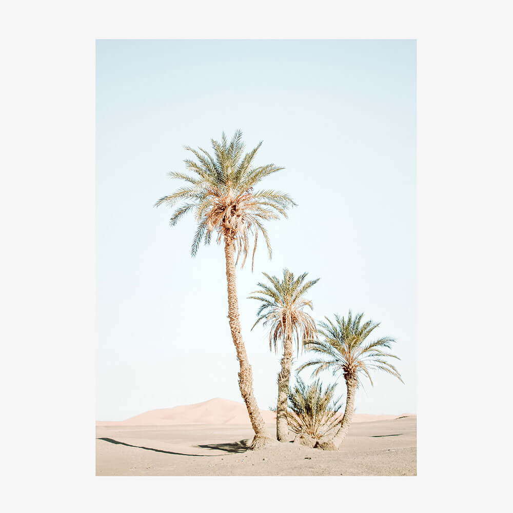 Desert Palms