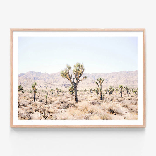 Desert Plain