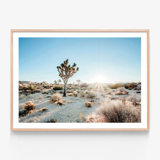 Desert Sunburst