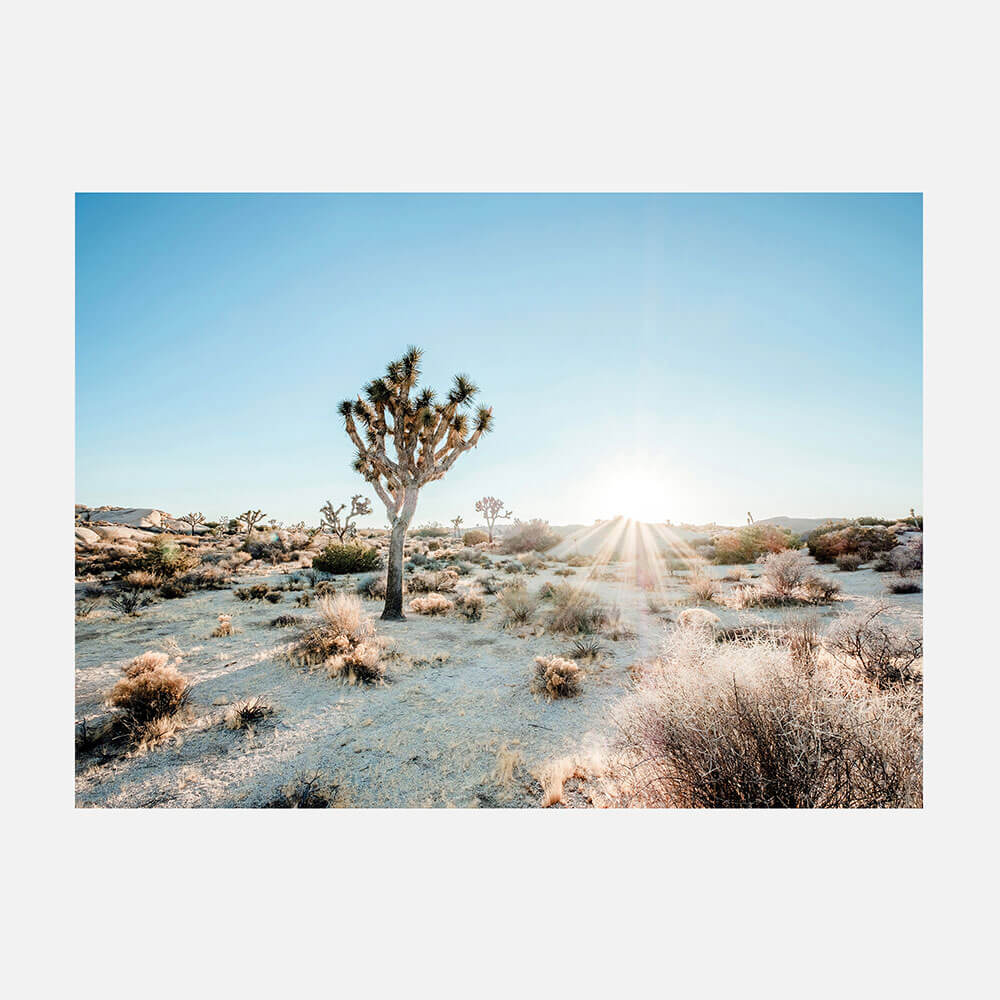 Desert Sunburst