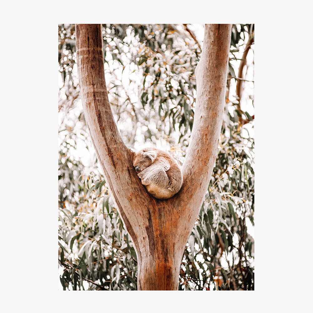 Dreaming Koala