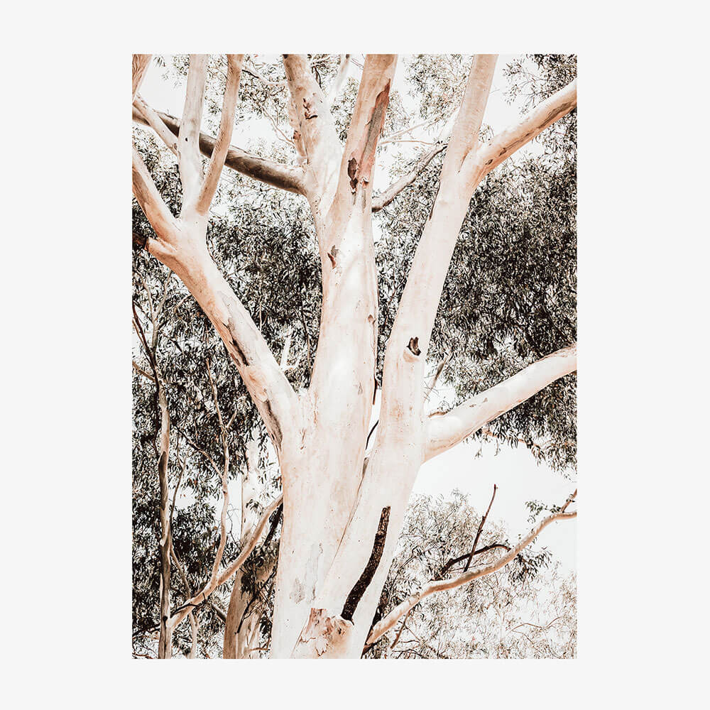Eucalyptus Boughs