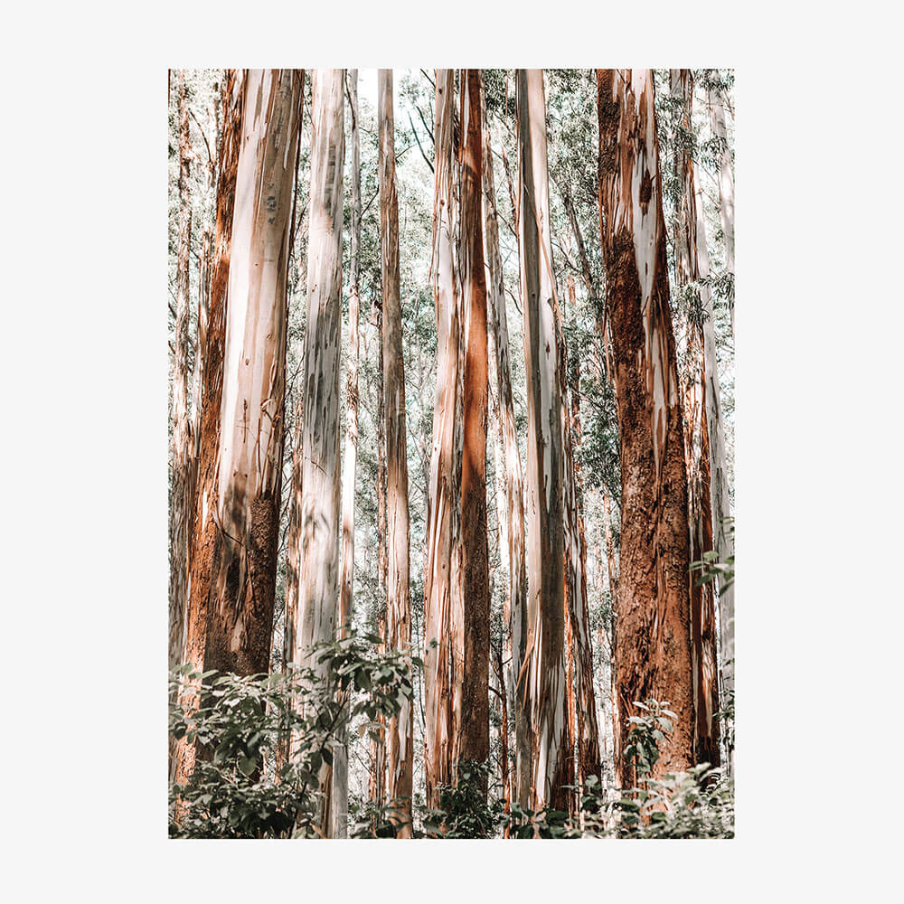 Eucalyptus Forest