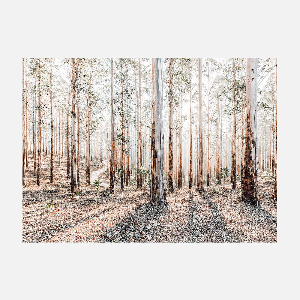 Eucalyptus Landscape