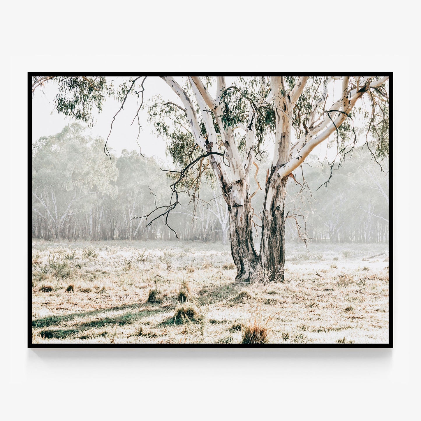 Eucalyptus Plain Canvas
