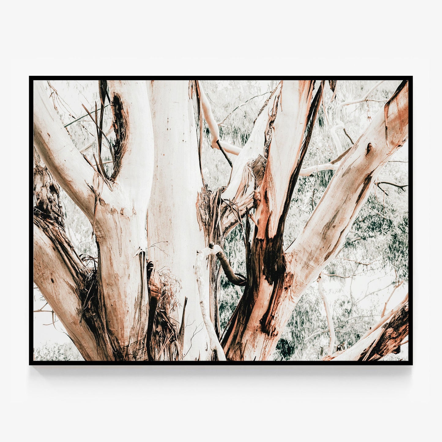Eucalyptus Trunk Canvas