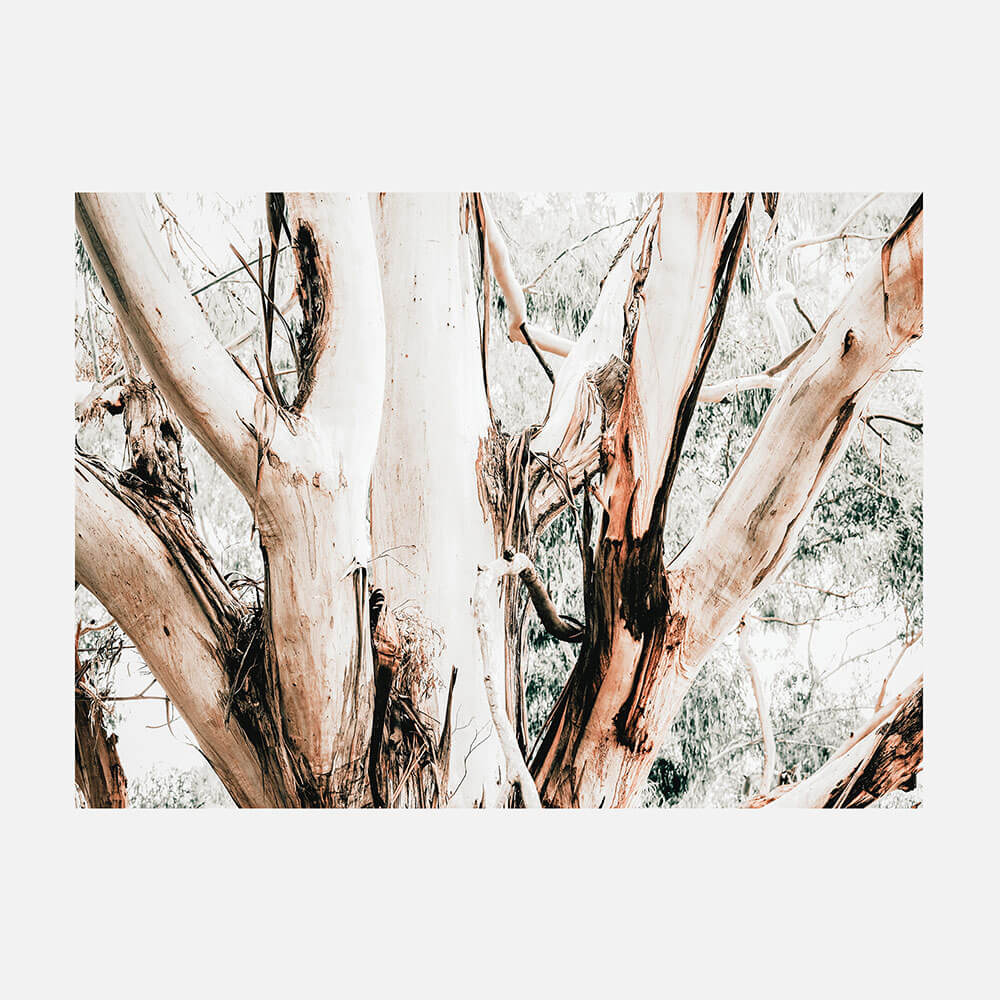 Eucalyptus Trunk