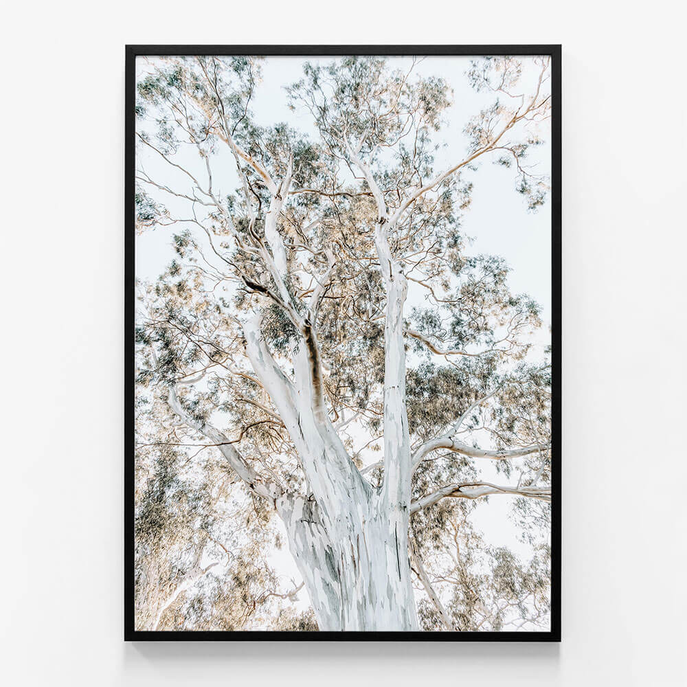 Eucalyptus View No. 2