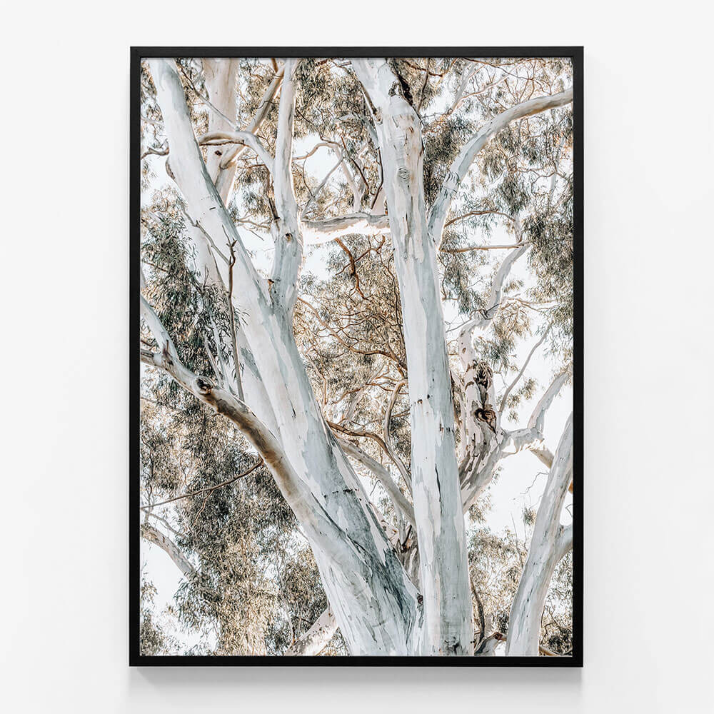 Eucalyptus View