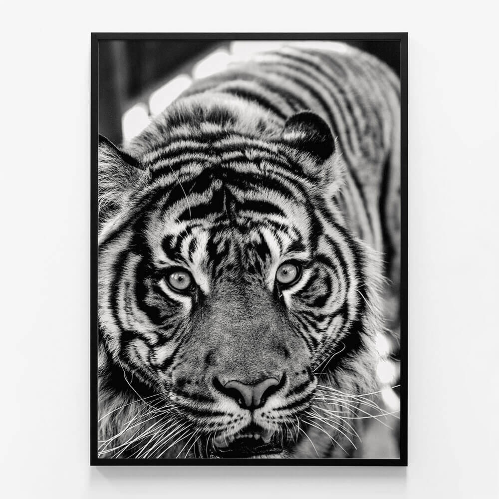 Eye of the Tiger